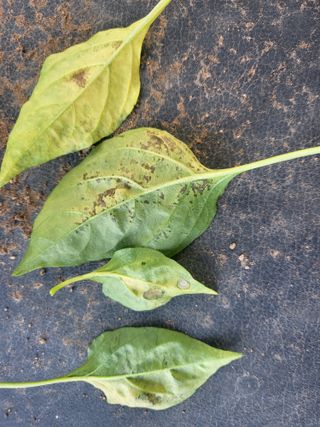 안동운님의 고추 · 병해충상담 작성글 사진