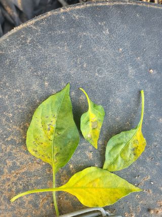 안동운님의 고추 · 병해충상담 작성글 사진