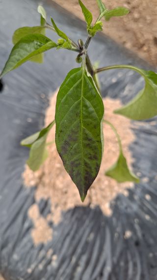 공기같은여자님의 고추 · 병해충상담 작성글 사진