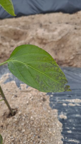 공기같은여자님의 고추 · 병해충상담 작성글 사진