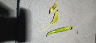 장도리님의 고추 · 병해충상담 작성글 사진