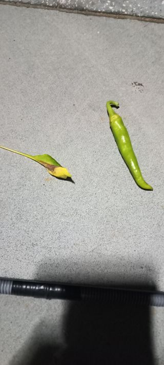 장도리님의 고추 · 병해충상담 작성글 사진