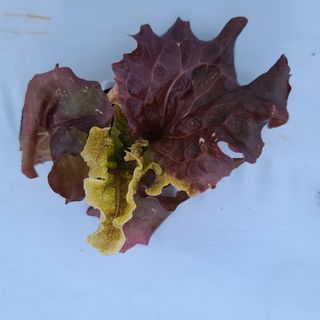 지상국님의 상추 · 병해충상담 작성글 사진