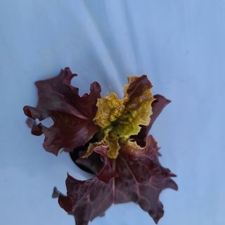 지상국님의 상추 · 병해충상담 작성글 사진