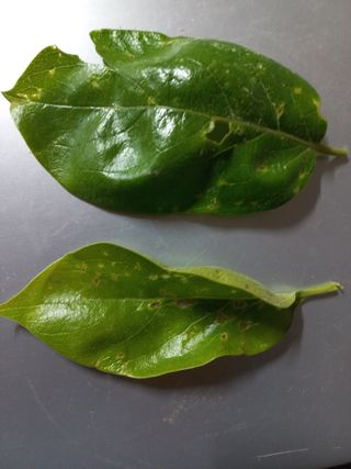 서상호님의 감 · 병해충상담 작성글 사진