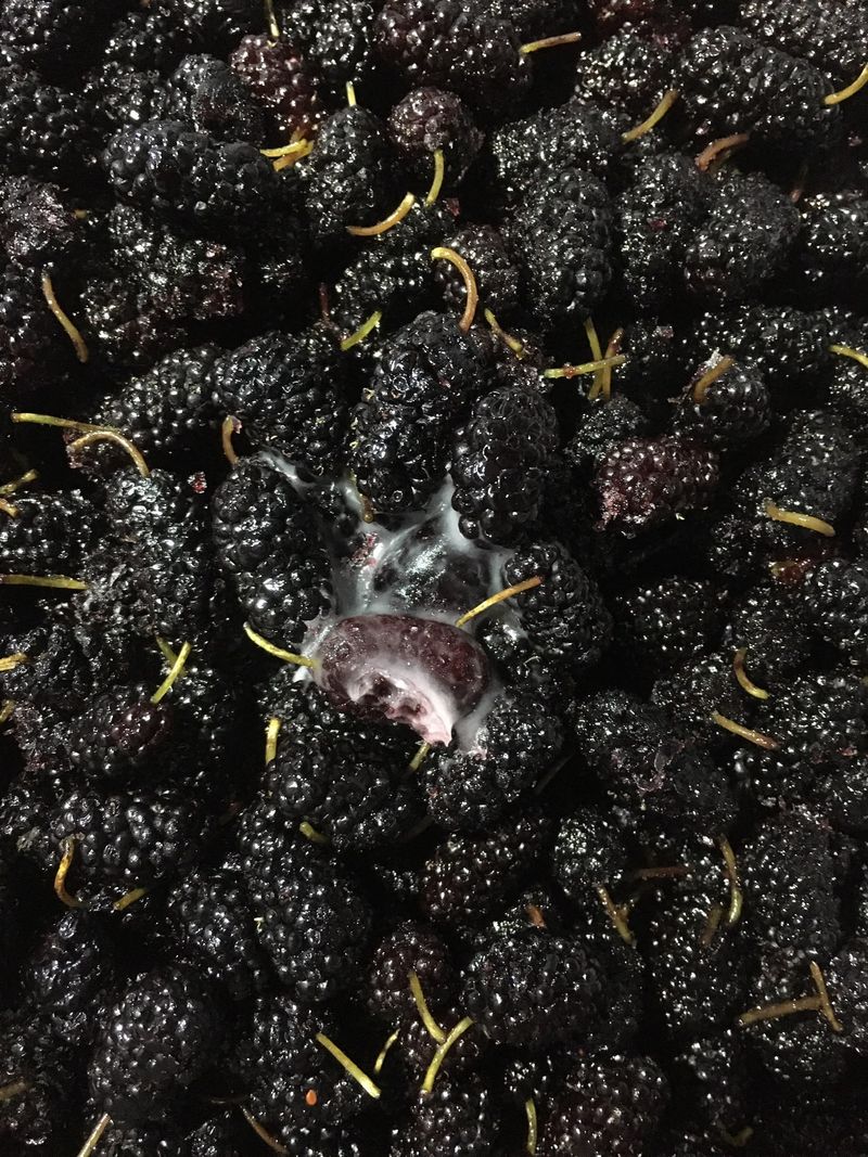 장터 상품 [냉동오디10kg] 썸네일