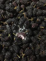 팜모닝 · 게시글 이미지