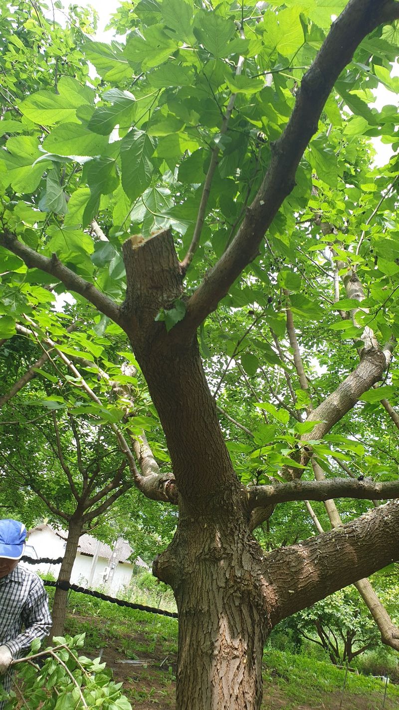 새뜸푸드(유연순)님의 장터 판매 상품 [냉동오디10kg] 첨부 사진