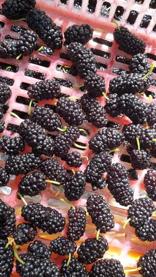 새뜸푸드(유연순)님의 작성글 사진