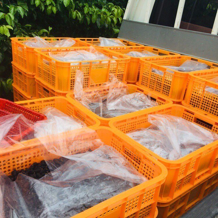 새뜸푸드(유연순)님의 장터 판매 상품 [냉동오디10kg] 첨부 사진