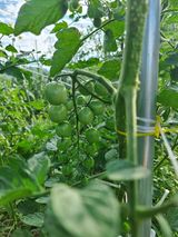 팜모닝 토마토·비료•농약 게시글 이미지