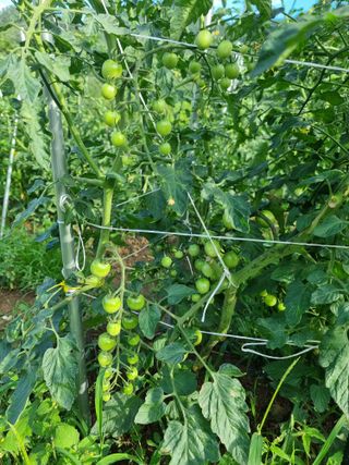 김영호님의 토마토 · 비료•농약 작성글 사진