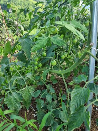 김영호님의 토마토 · 비료•농약 작성글 사진