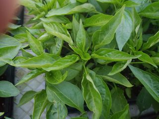 강성곤♥님의 고추 · 병해충상담 작성글 사진