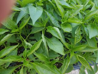 강성곤♥님의 고추 · 병해충상담 작성글 사진