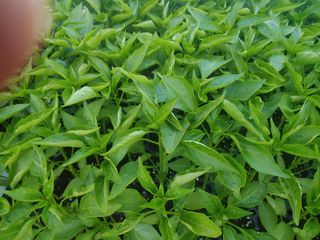 강성곤♥님의 고추 · 병해충상담 작성글 사진