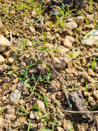 문혜농원님의 파 · 병해충상담 작성글 사진