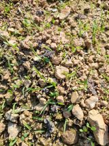 팜모닝 파·병해충상담 게시글 이미지