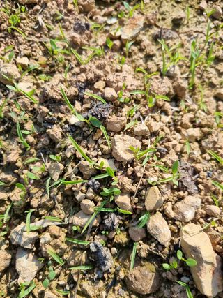 문혜농원님의 파 · 병해충상담 작성글 사진