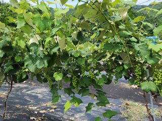 장수 팜 랜드님의 포도 · 자유게시판 작성글 사진