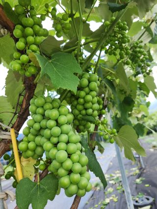 장수 팜 랜드님의 포도 · 자유게시판 작성글 사진