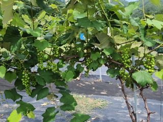 장수 팜 랜드님의 포도 · 자유게시판 작성글 사진