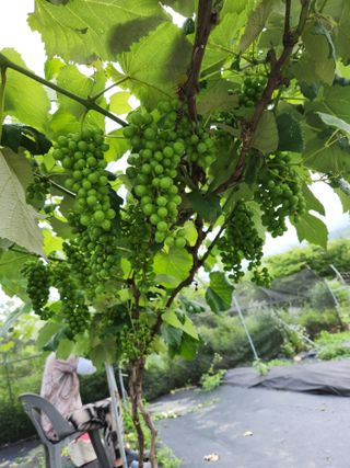 장수 팜 랜드님의 포도 · 자유게시판 작성글 사진