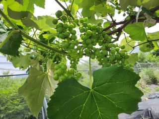 장수 팜 랜드님의 포도 · 자유게시판 작성글 사진