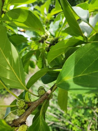 장수 팜 랜드님의 포도 · 자유게시판 작성글 사진