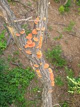 팜모닝 버섯·일상 게시글 이미지