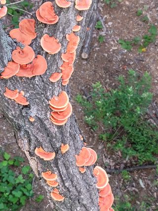 춤추는농부님의 버섯 · 일상 작성글 사진