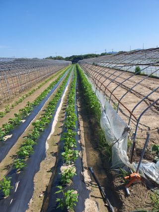 초 농이님의 콩 · 병해충상담 작성글 사진