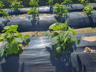 초 농이님의 콩 · 병해충상담 작성글 사진