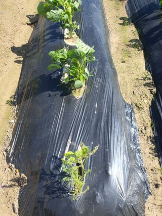 초 농이님의 콩 · 병해충상담 작성글 사진