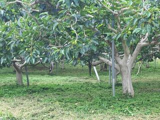 김년욱님의 감 · 영농일지 작성글 사진