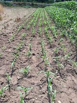 팜모닝 옥수수·영농일지 게시글 이미지