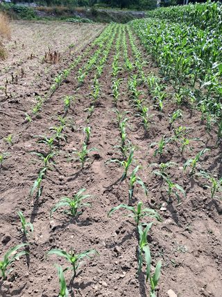 홍천.서석.안민기님의 옥수수 · 영농일지 작성글 사진