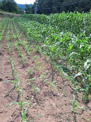 홍천.서석.안민기님의 옥수수 · 영농일지 작성글 사진