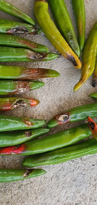 인동초재옥님의 고추 · 병해충상담 작성글 사진