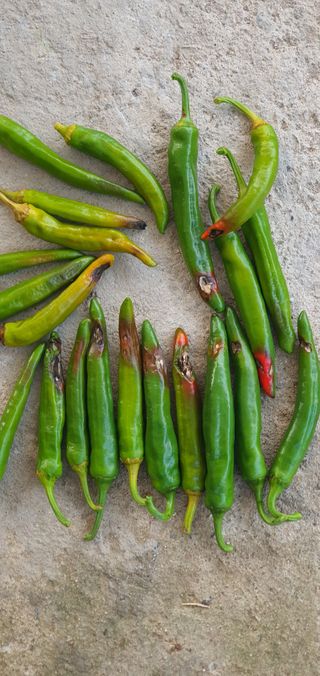 인동초재옥님의 고추 · 병해충상담 작성글 사진