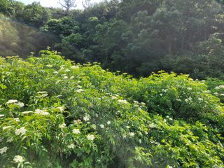 접골목 우슬9628님의 기타작물 · 자유게시판 작성글 사진