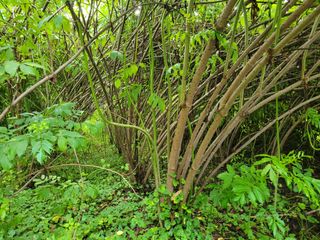 접골목 우슬9628님의 기타작물 · 자유게시판 작성글 사진