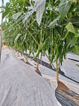 팜모닝 고추·일상 게시글 이미지