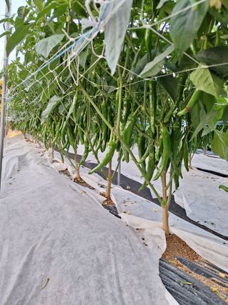 과림한수정님의 고추 · 일상 작성글 사진