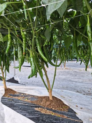 과림한수정님의 고추 · 일상 작성글 사진