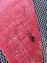 팜모닝 팜모닝 병해충 연구회·병해충상담 게시글 이미지