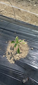 팜모닝 고추·병해충상담 게시글 이미지