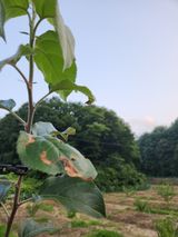 팜모닝 사과·병해충상담 게시글 이미지