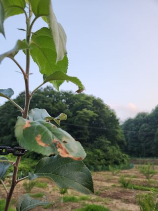그린뉴딜님의 사과 · 병해충상담 작성글 사진
