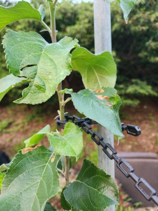 그린뉴딜님의 사과 · 병해충상담 작성글 사진